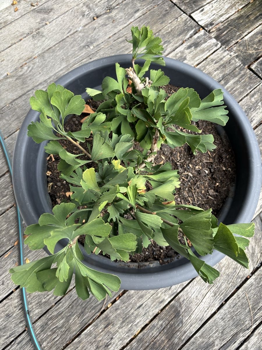Piante & sementi: Ginkgo biloba – Usato da Wattwil venduto da rominger3000 2