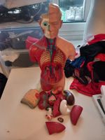 Anatomie Modell Torso Mensch Körper Organe Schule Studium