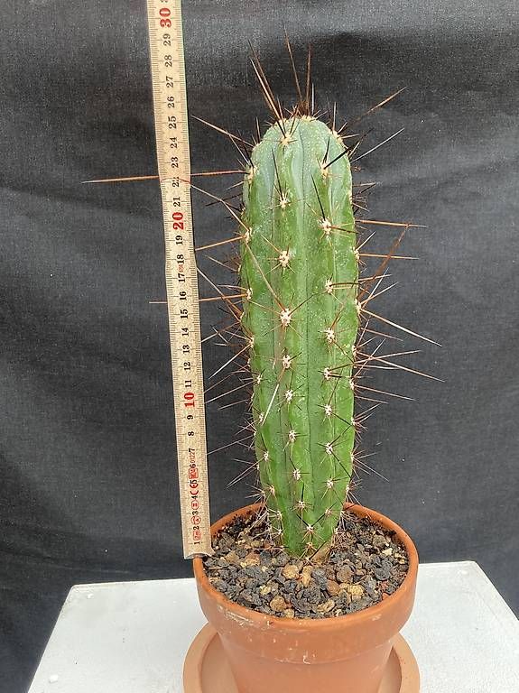 Piante & sementi: Kaktus Stetsonia coryne – Usato da Liestal venduto da PrebenZwei 2