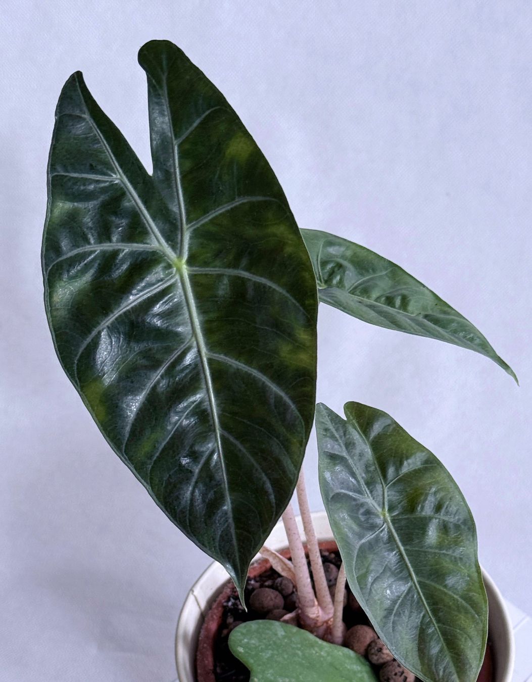 Piante & sementi: Alocasia*Pink Dragon***** – Nuovo (secondo la descrizione) da Dübendorf venduto da Orchid18