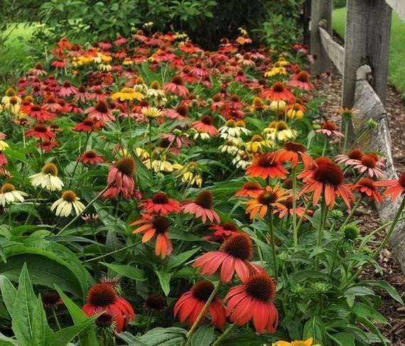 Piante & sementi: Echinacée 'Cheyenne Spirit'   2 plants – Nuovo e nell'imballaggio originale da Bremblens venduto da FIBONACCI369 3