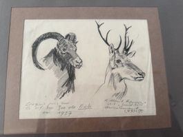 LERMITE!Dessin animalier zoo Bâle 1 Lermite