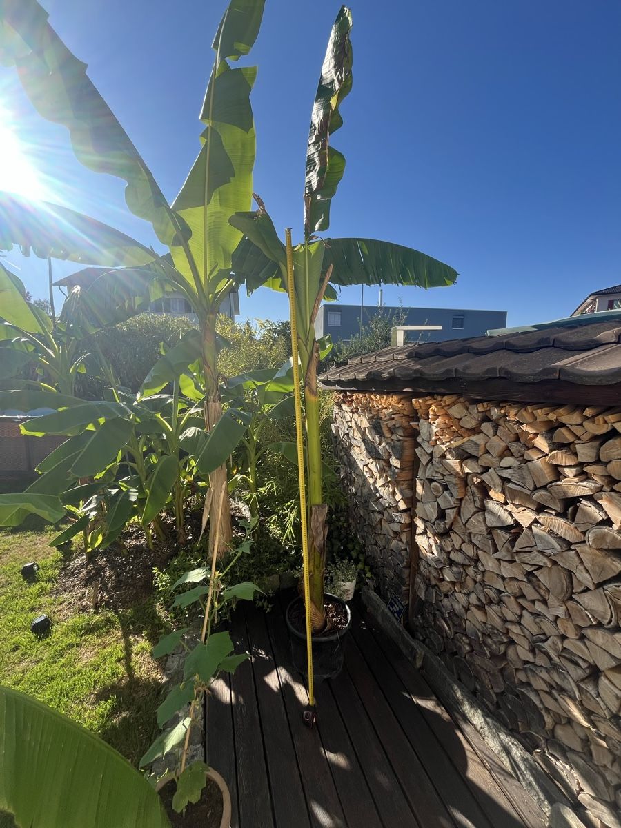 Piante & sementi: Bananen Baum  ca. 220 cm gross, – Usato da Rüti ZH venduto da Walti0