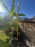 Bananen Baum  ca. 220 cm gross,