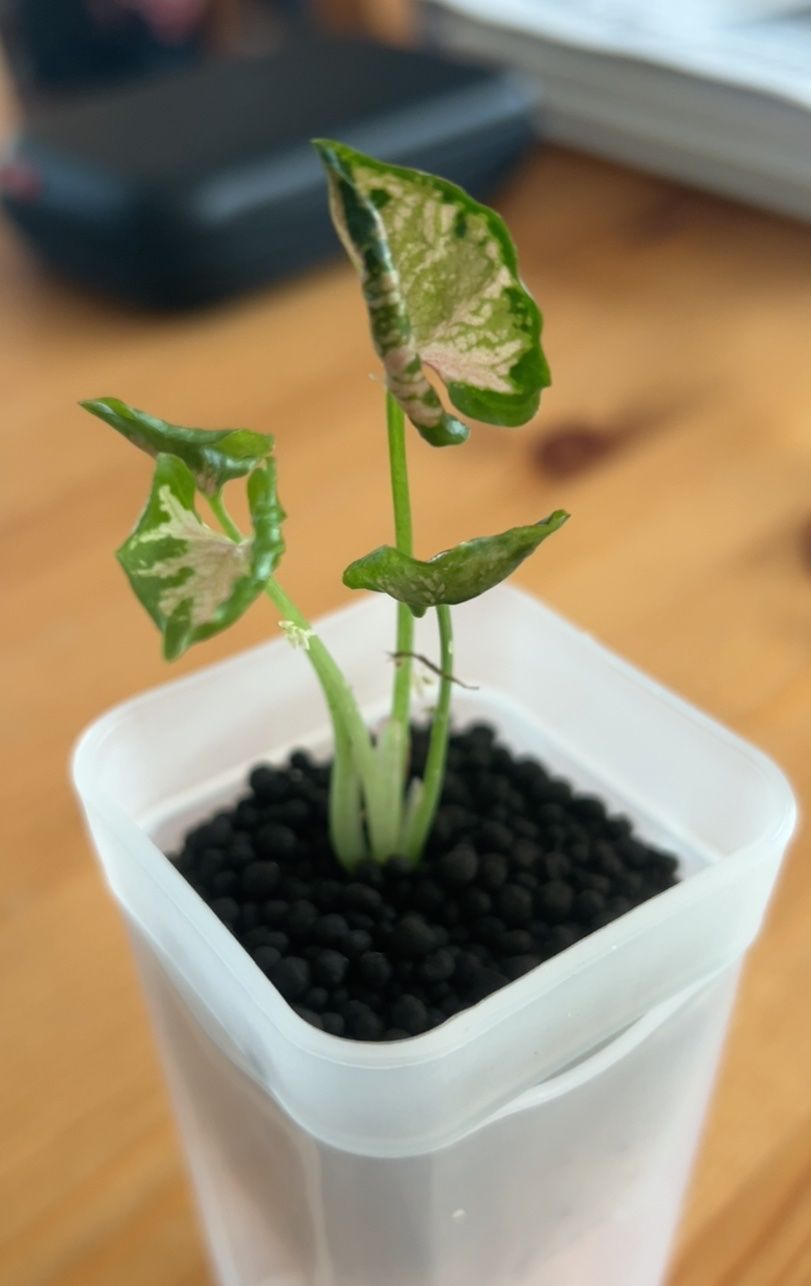 Piante & sementi: Syngonium Pink Rolli – Nuovo (secondo la descrizione) da Scherzingen venduto da Elefantenohr.ch