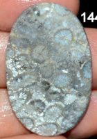 Cabochon L-1883 – Amerikanische Fossil Koralle 36x22x4mm 25.