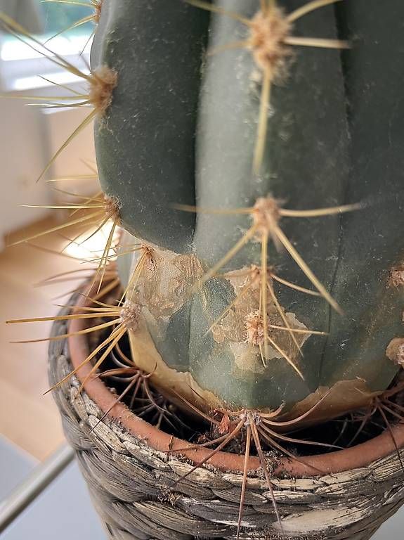 Plantes & graines: Kaktus zu verschenken  – D'occasion à Bern par Babsbanni 1