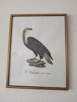 "Weisskopfadler" Original rarität im Rahmen, Top Zustand!