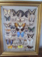 Cadre avec papillons naturalisés plusieurs especes collec...