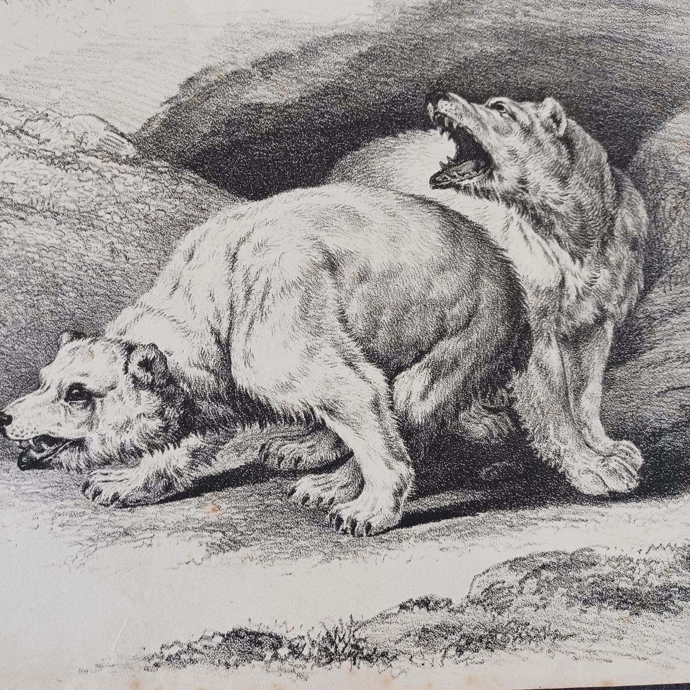 Foto & Immagini: DRUCK. Alt. von einem orgi. Gemälde von J.E.Ridinger – Usato da Zürich venduto da Bellabo 1