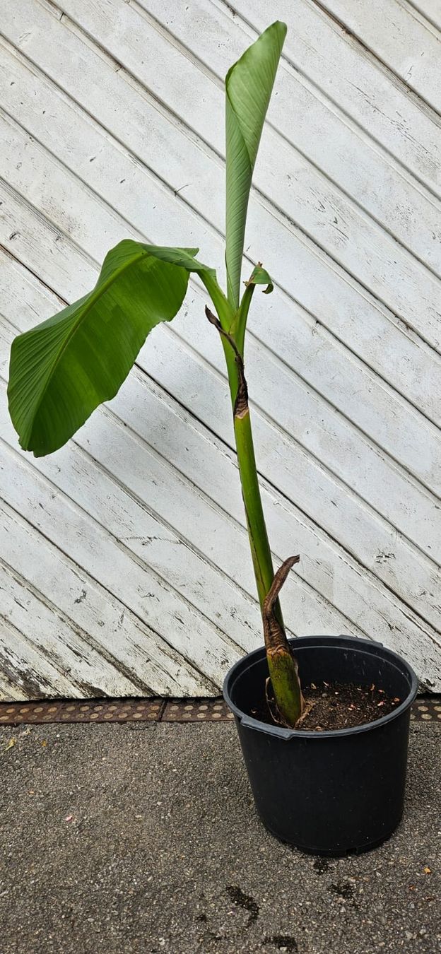 Plantes & graines: Junge Bananenpflanze – D'occasion à Ballwil par hei_yh7b
