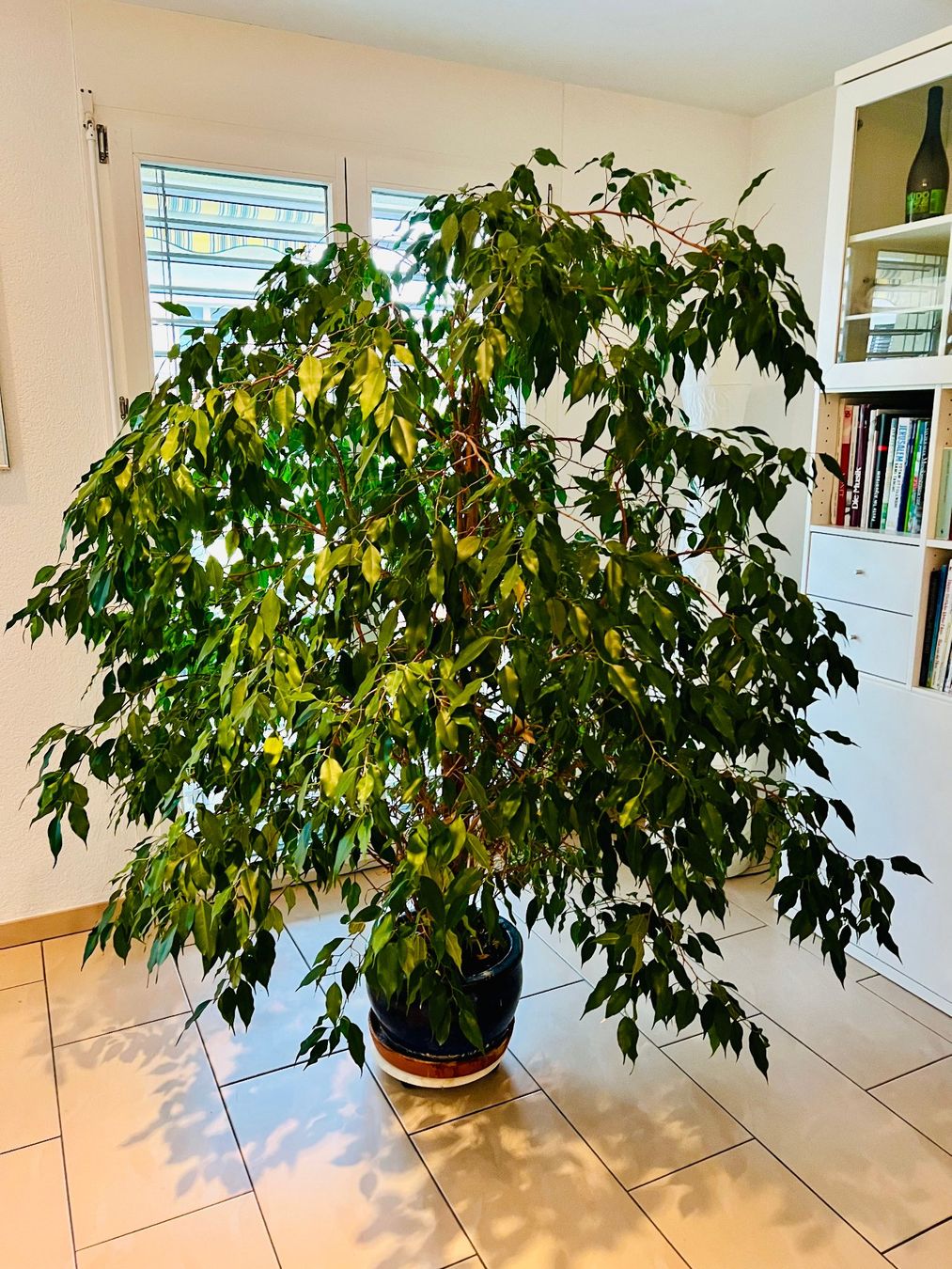 Pflanzen & Samen: Ficus Benjamina - schöne grosse Zimmerpflanze – Gebraucht aus Wetzikon ZH von  4