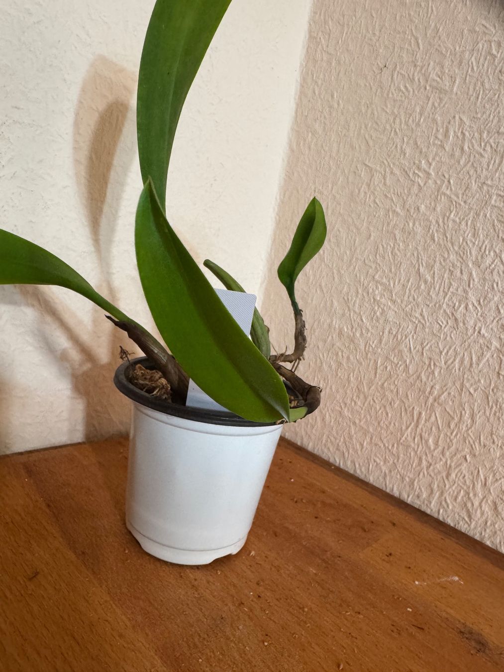 Pflanzen & Samen: Bulbophyllum maxillare – Gebraucht aus Männedorf von mrclst 3