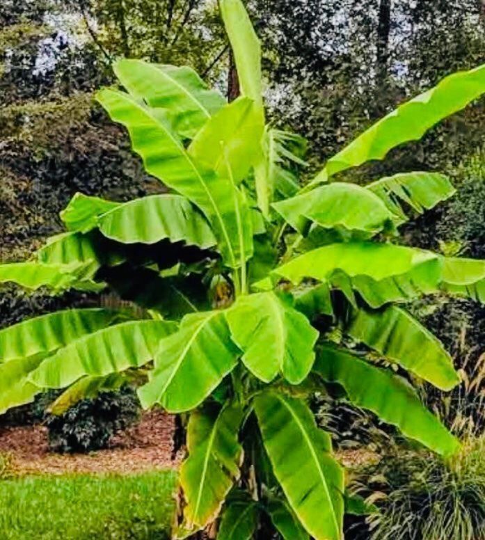 Piante & sementi: Ab 5.- fr 1 STK SAME ECHTE BANANEN PALME‪ – Nuovo e nell'imballaggio originale da Rovio venduto da POSITIFFARTandPLANTS 2
