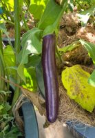 Aubergine Bio Samen 2026 frisch Pflanzen Blumen  10 Stücke