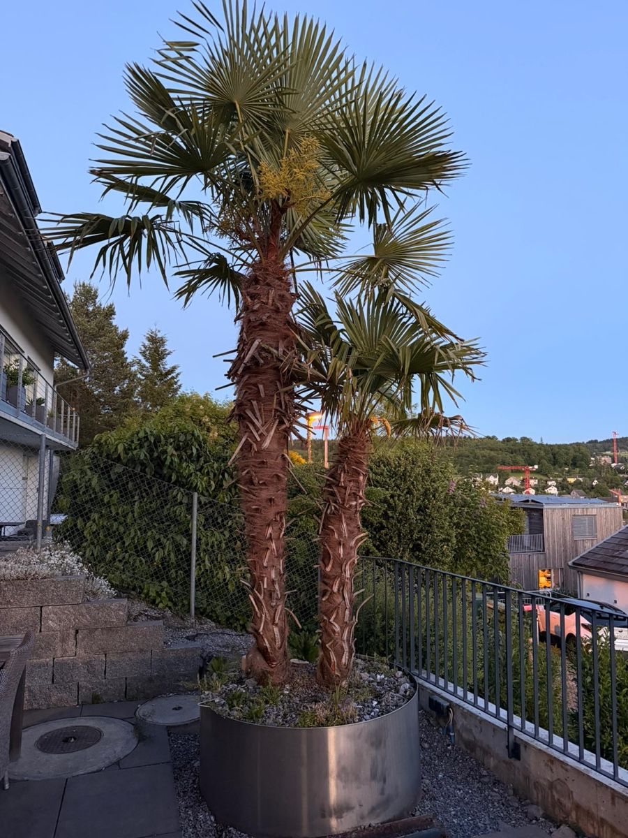 Piante & sementi: Garten/Terasse Pflanze Palme – Usato da Zürich venduto da jen_nly7 4