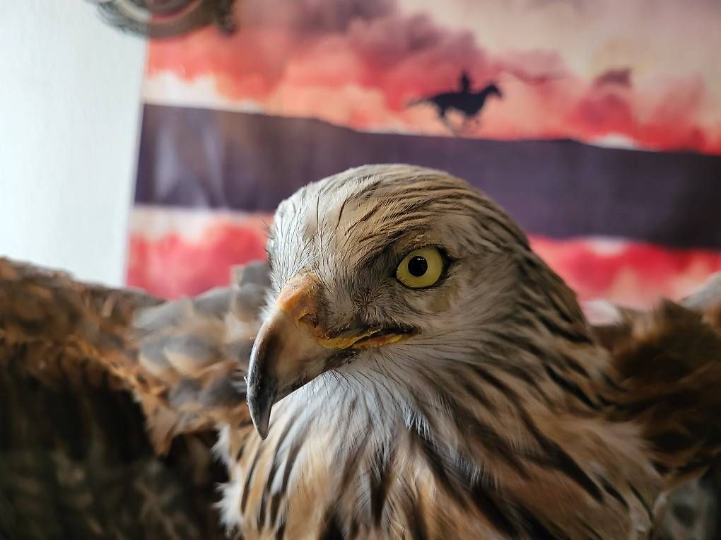 Il mondo degli animali: Rotmilan präperation – Usato da Wittenbach venduto da AquaSafe 2