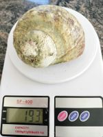Coquillage Turbo Vert Brut de Collection (Turbo Marmoratus)