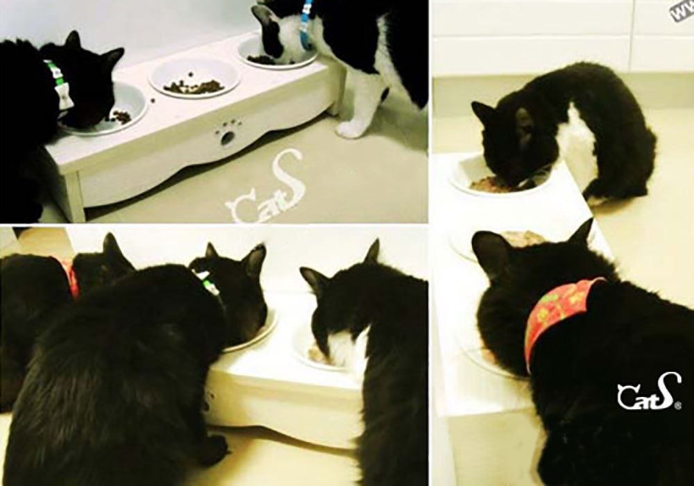 Futter: CatS Design "CatS Tripple Bar" CatS-M3 – Neu und originalverpackt aus Mönchengladbach von Zoopplier 6