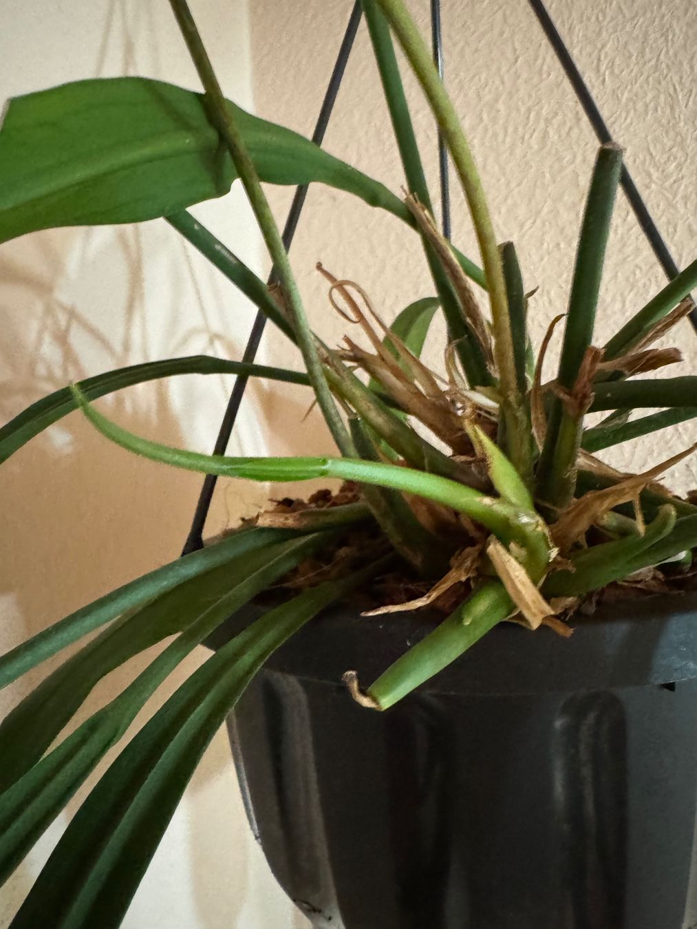 Piante & sementi: Anthurium vittarifolium – Usato da Männedorf venduto da mrclst 6