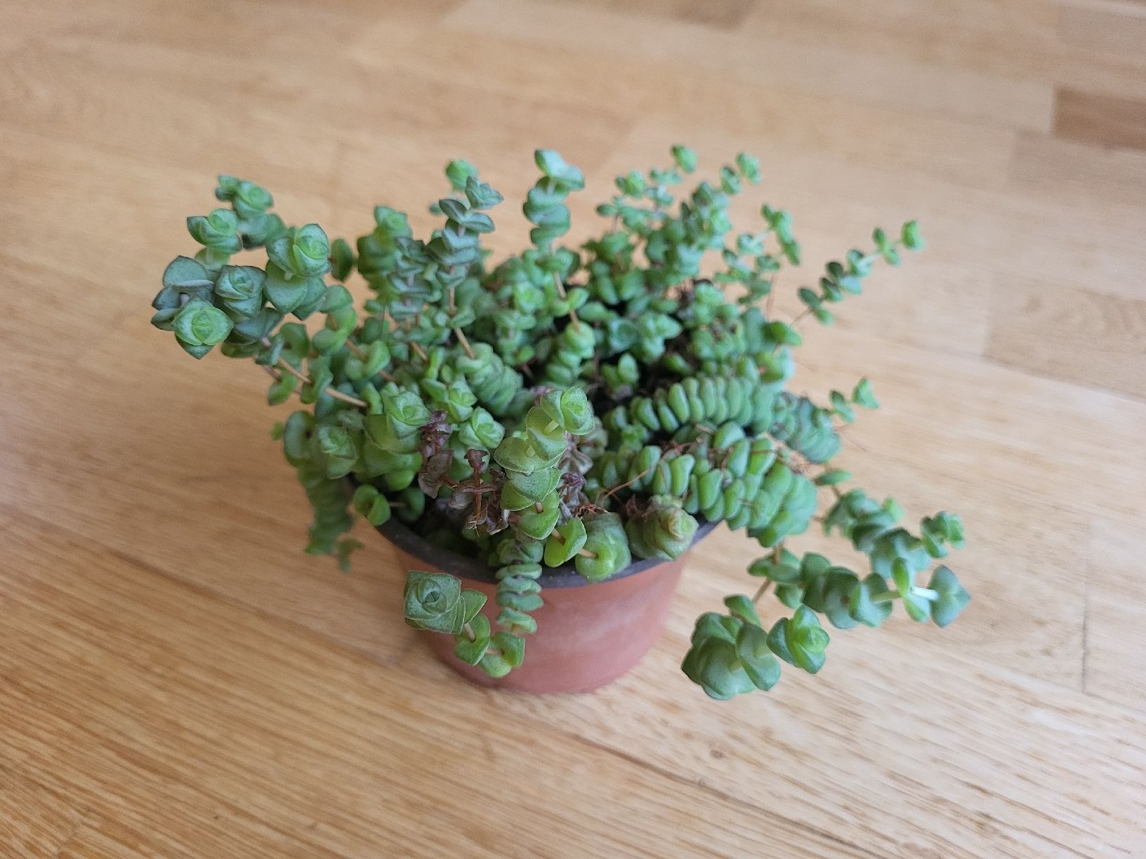 Piante & sementi: crassula rupestris Pflanz Sukkulente – Nuovo (secondo la descrizione) da Zürich venduto da sahaara01 4