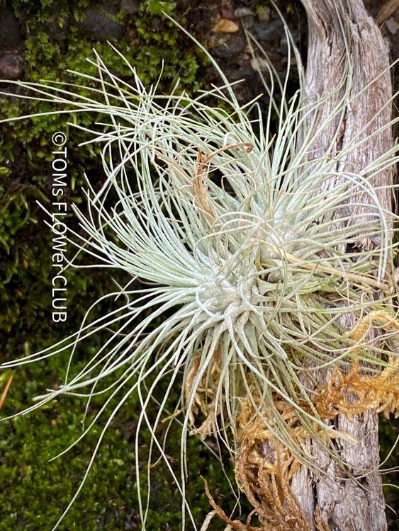 Tillandsia Fuchsii Gracilis 2x am Treibholz Kaufen auf Ricardo