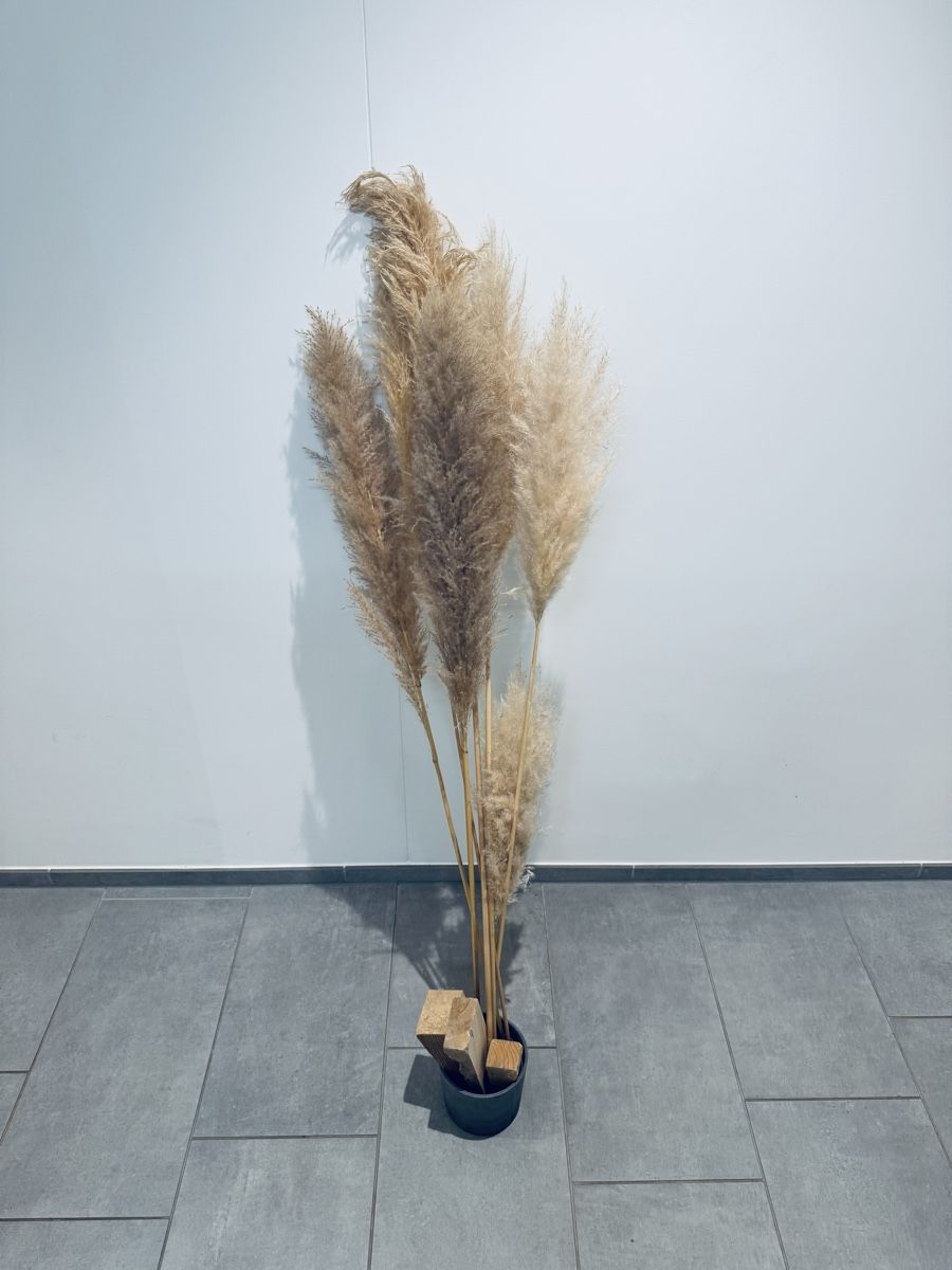 Tutte le decorazioni: Pampasgräser – Usato da Zürich venduto da sany07 1