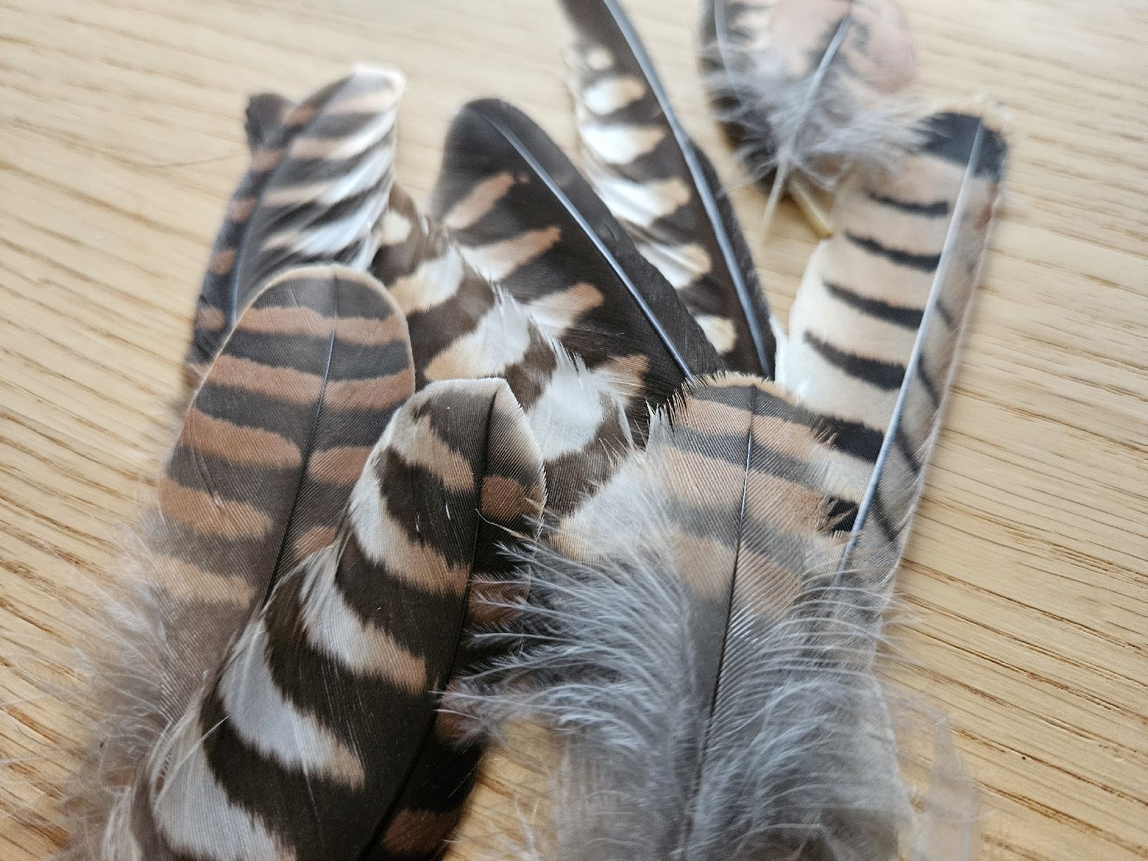 Il mondo degli animali: Turmfalke Mauserfedern – Nuovo (secondo la descrizione) da Wallenwil venduto da luc_mei 1