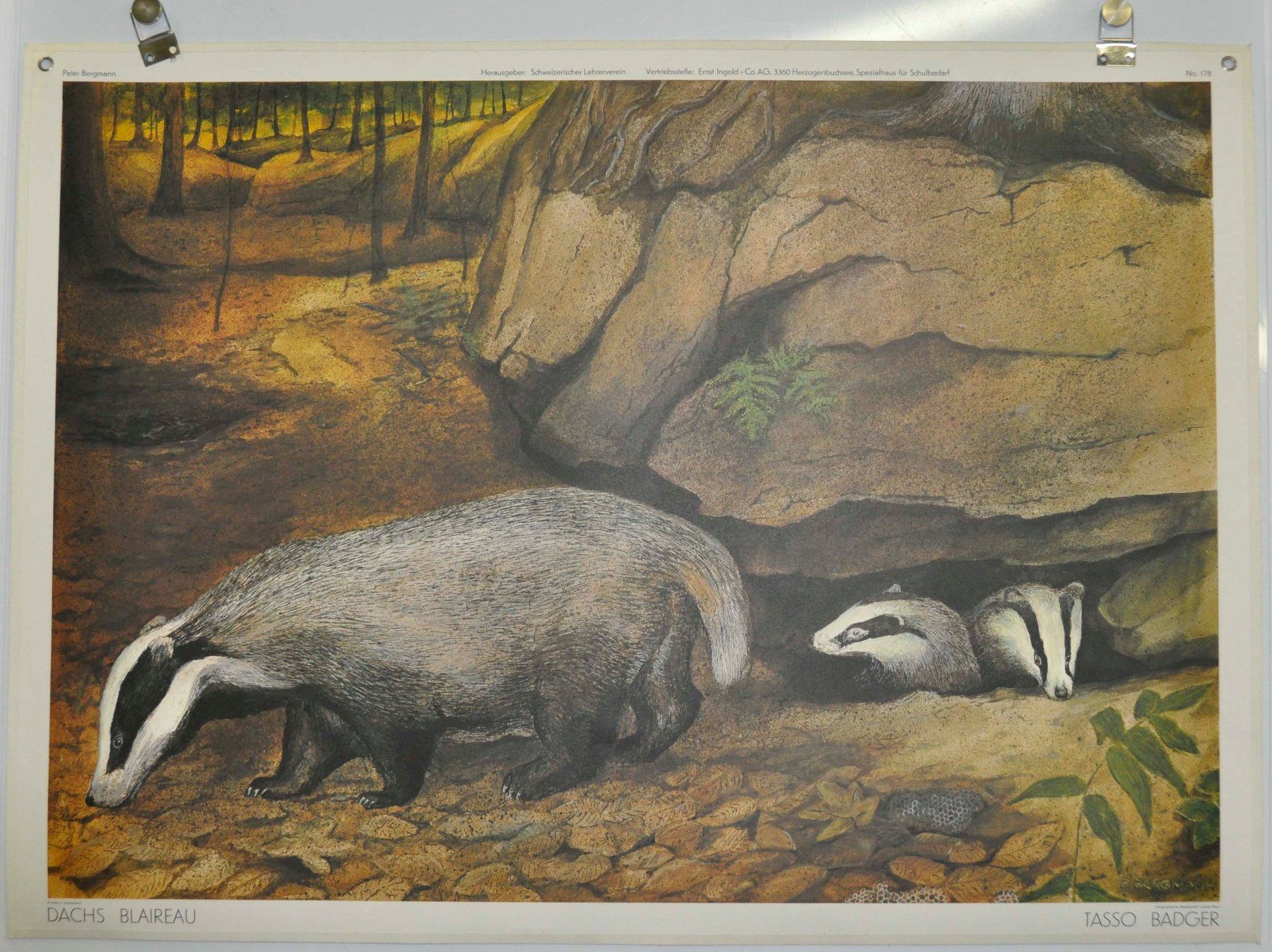 Poster & Bilder: Schulwandbild nr.178: Dachs von Peter Bergmann 1978 – Gebraucht aus Härkingen von sammelbecken
