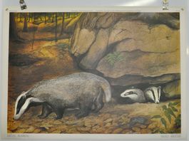 Schulwandbild nr.178: Dachs von Peter Bergmann 1978