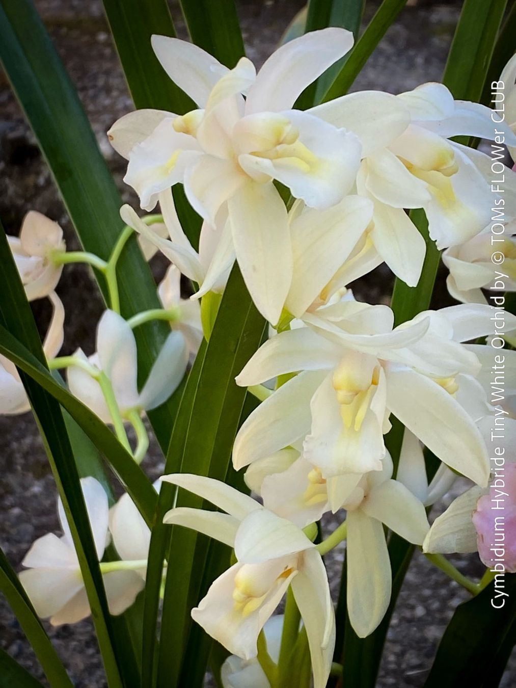 Piante & sementi: Cymbidium Hybride Tiny White Orchidee – Nuovo e nell'imballaggio originale da Adliswil venduto da astom369