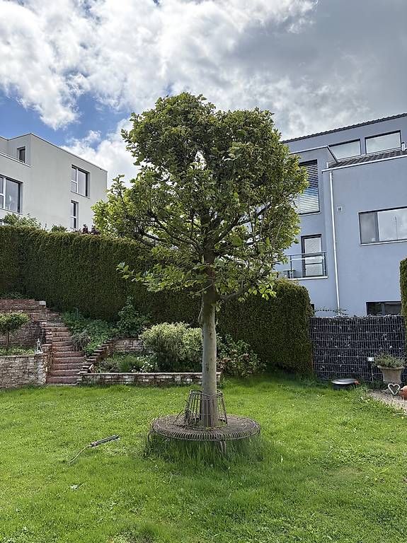 Piante & sementi: Baum Kugelplatane – Usato da Degersheim venduto da Mastesam