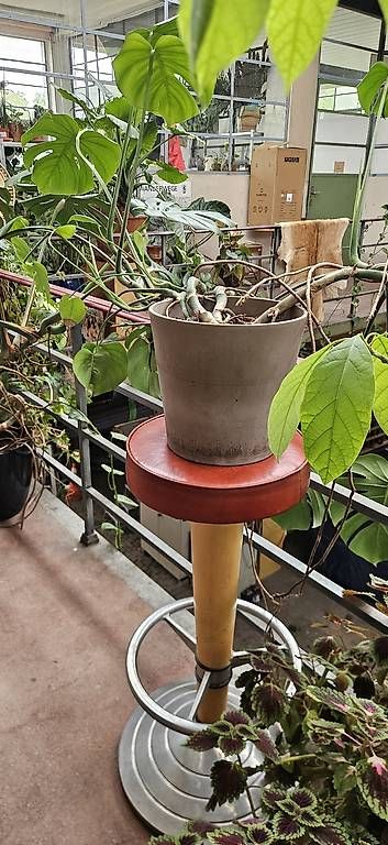 Hocker: Vintage Barhocker – Gebraucht aus Wabern von VOLVGNG73