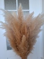 Herbes de la Pampa- bouquet 20 tiges