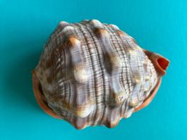 Muschel Cassis Rufa Rote Helmhaube 15 cm top gross!