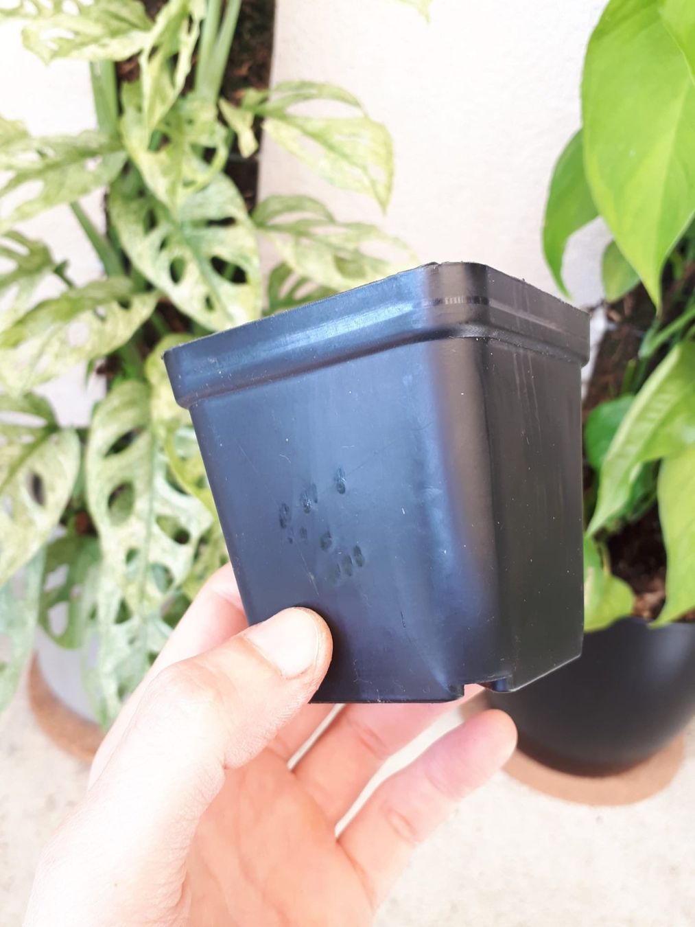 Vasi per fiori: 5 Stk Anzuchttöpfe, eckig, 7cm – Nuovo (secondo la descrizione) da Brittnau venduto da Freaks-of-Nature 4