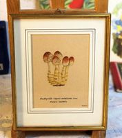 Original-Aquarell Psathyrella caput-medusae Kiefern-Saumpilz