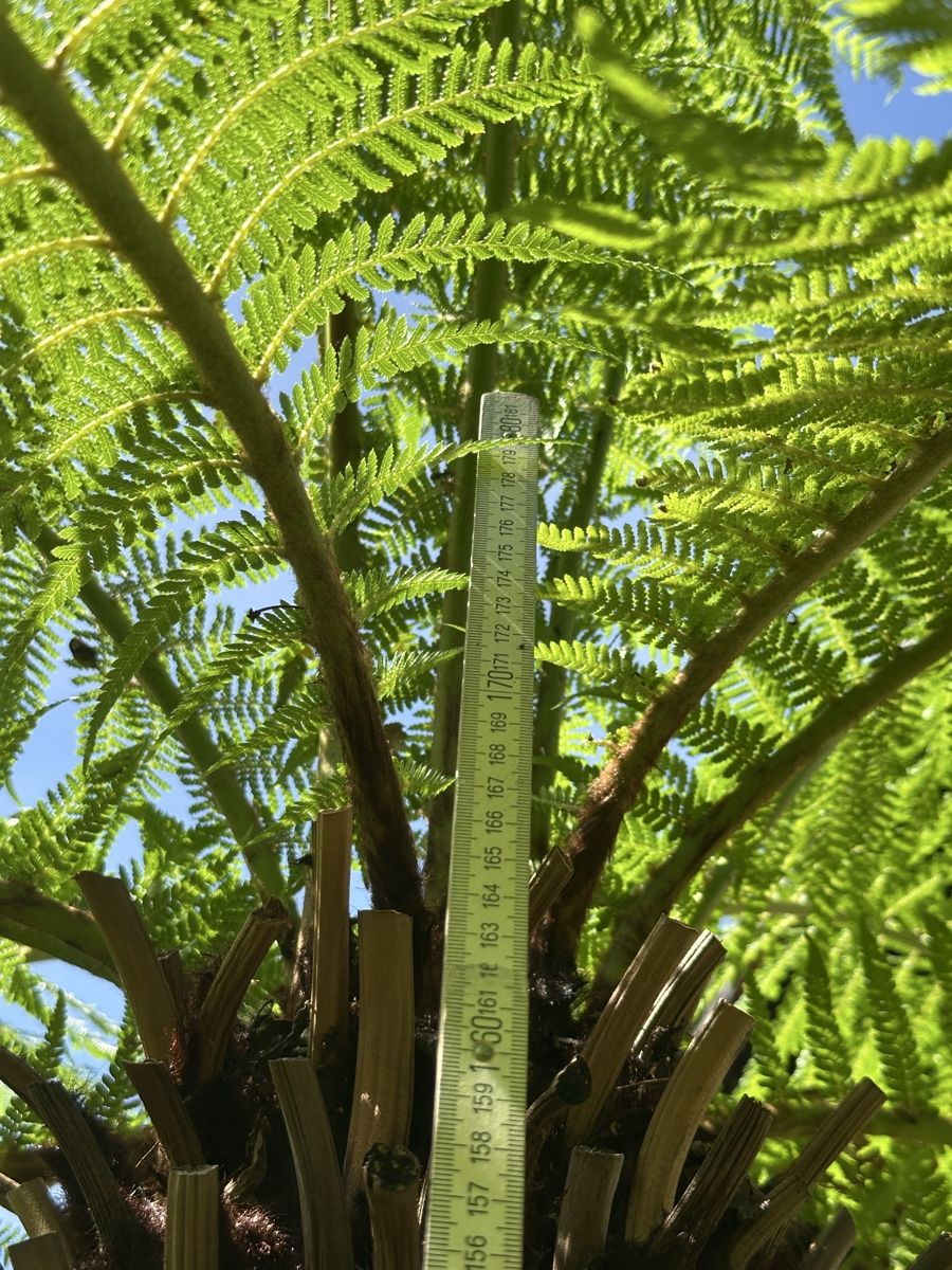 Piante & sementi: Baumfarn ( Dicksonia antarctica) 180cm – Usato da Bern venduto da Halfmoonbern 2