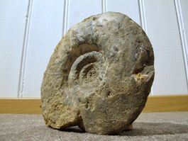 Ammonit XXL Versteinerung Fossil Meerestier ausgestorben