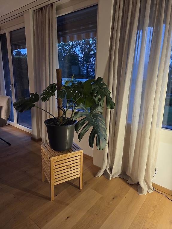 Pflanzen & Samen: Monstera Deliciosa – Gebraucht aus Jona von pau_g7rc 1