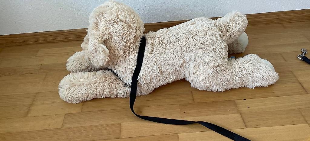 Giocattoli: Plüschhund gross – Usato da Schaffhausen venduto da chr_h86k 1