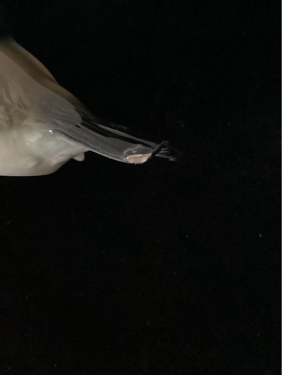 Statuette: Goebel, Vogel – Difettoso da Salenstein venduto da Esprit57 5