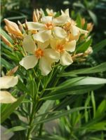 RARE! NERIUM Oleander gelb 50 cm