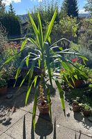 Grosse ausladende YUCCA 150cm | Zimmerpflanze gerader Stamm