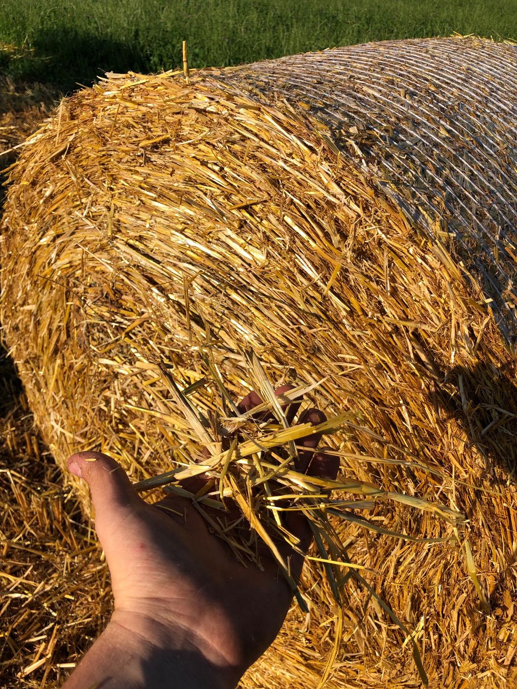 Mangimi: Futterstroh Weizenstroh Rundballen im Spezialmass – Nuovo e nell'imballaggio originale da Embrach venduto da lukaseckert 2