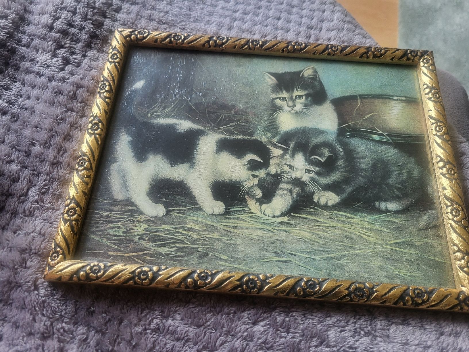 Foto & Immagini: Katzenbild – Usato da Gutenswil venduto da ghekko88 1