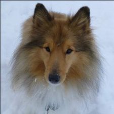 Profile image of Puppenhaus665