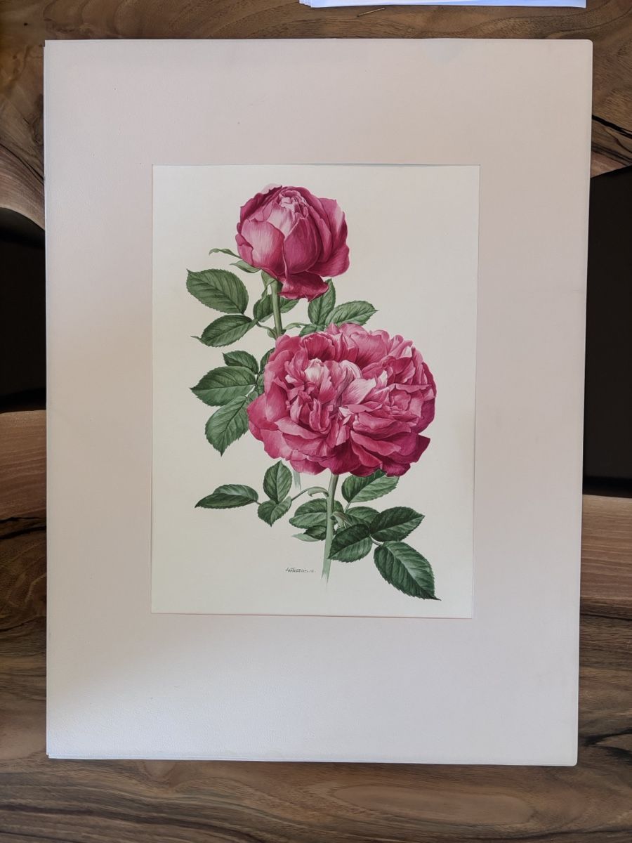 Dipinti: Kunstdrucke Botanische Rosen – Usato da Weiach venduto da Larissa130