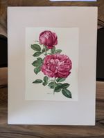 Kunstdrucke Botanische Rosen