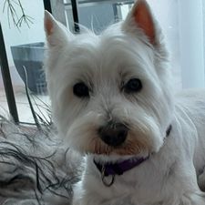 Profile image of White_Terrier06